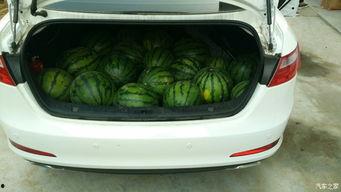 汽车吃瓜的照片,捕捉夏日街头趣味一幕