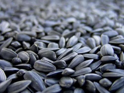 籽瓜是吃瓜子还是吃瓜,食瓜还是食籽，探寻美味之源