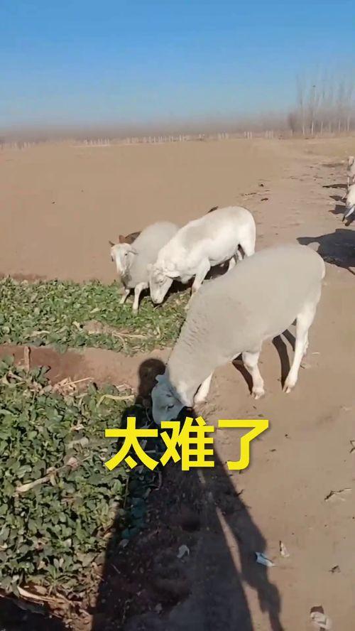 羊不让吃瓜吗,揭秘动物饮食习性之谜