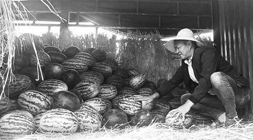 瓦窑吃瓜群众事件视频