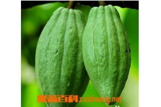 吃乳瓜有什么营养,滋养身心，健康生活必备佳品