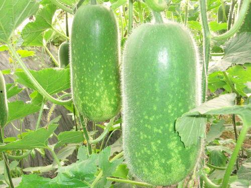 梦见我分瓜吃,瓜分美味，共享梦境中的欢乐时光