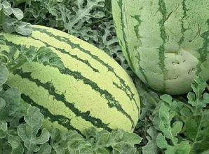 我们应该怎样吃瓜,科学吃瓜指南