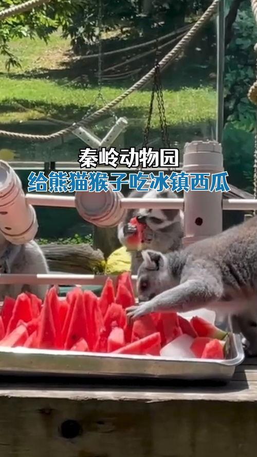 动物们开启吃瓜模式,谁才是吃瓜高手？