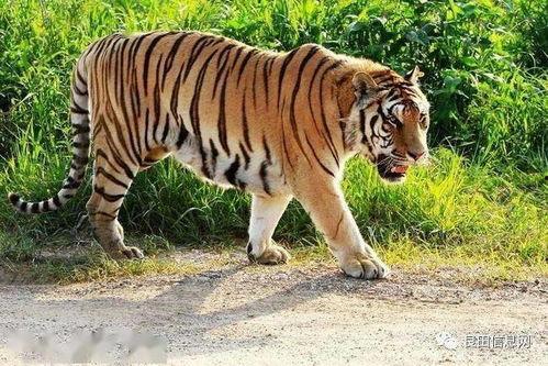 老虎吃瓜兜风原版