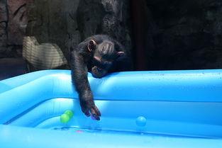 猩猩吃瓜的视频,解锁动物界的趣味瞬间