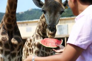 动物之战吃瓜,战吃瓜背后的生存法则揭秘