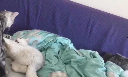 打架看热闹吃瓜,围观群众“吃瓜”背后的社会现象解析